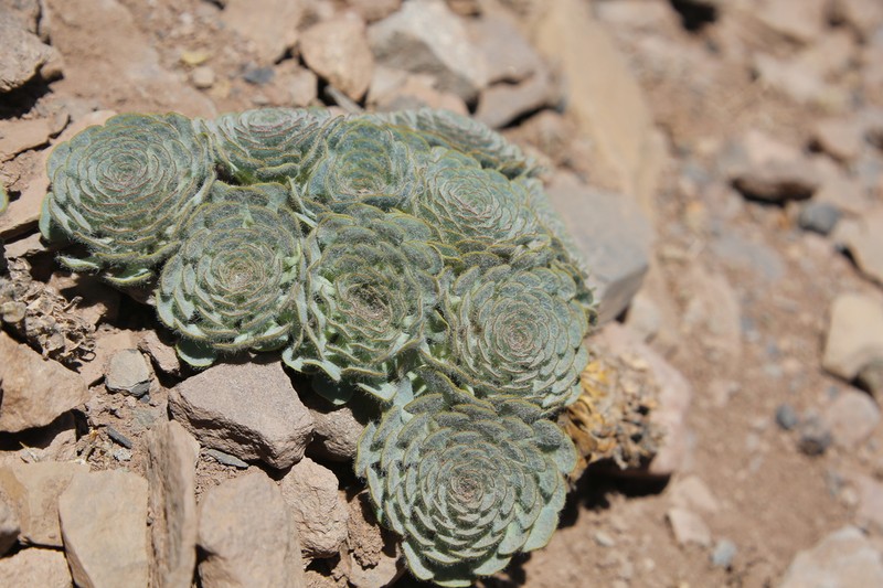 Chaetanthera spathulifolia photo 4