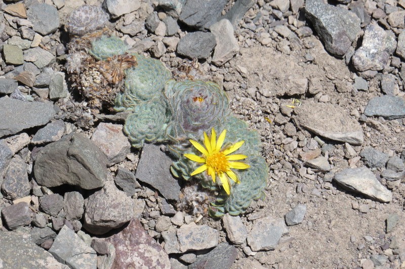 Chaetanthera spathulifolia photo 5