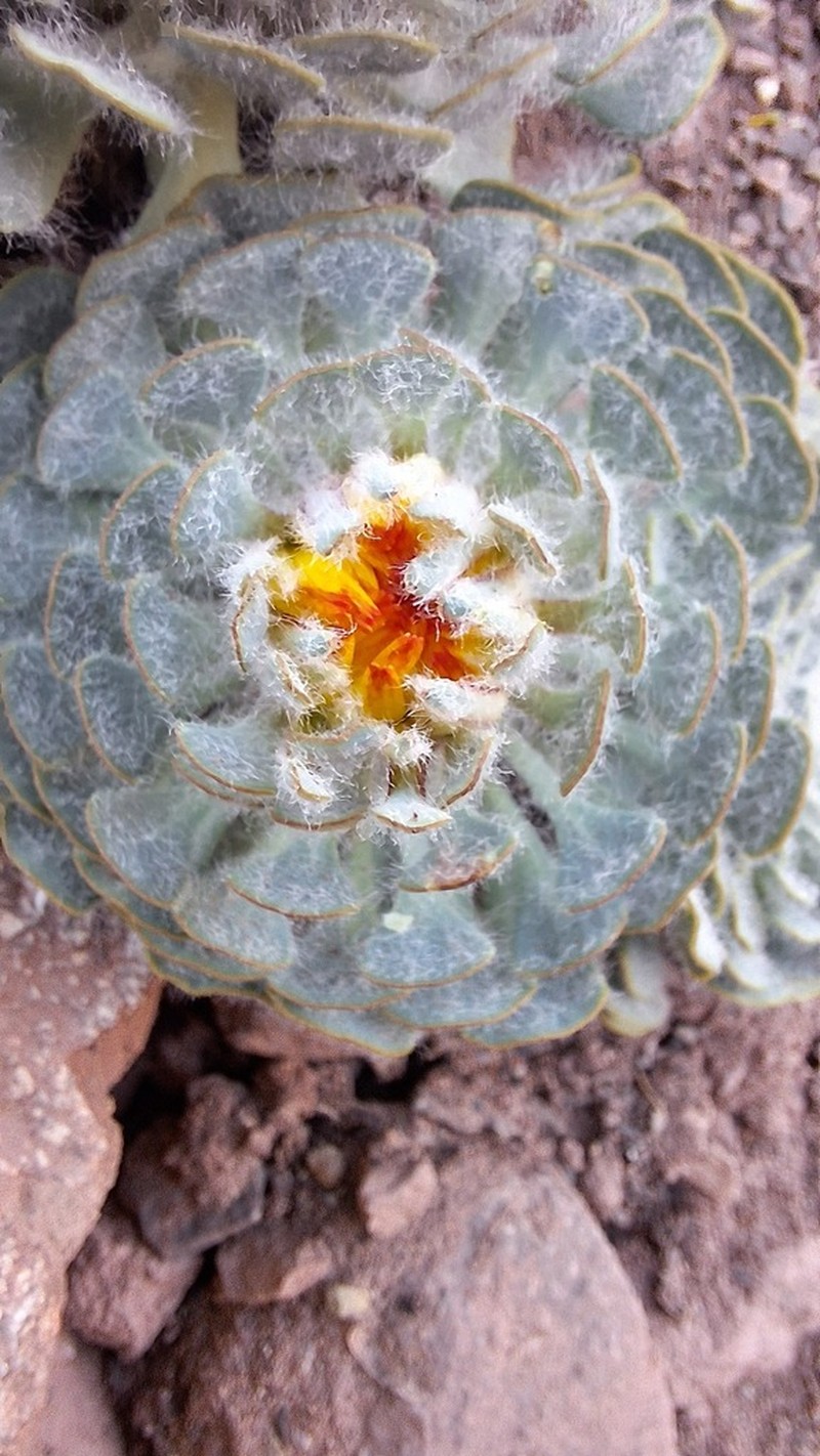 Chaetanthera spathulifolia photo 6