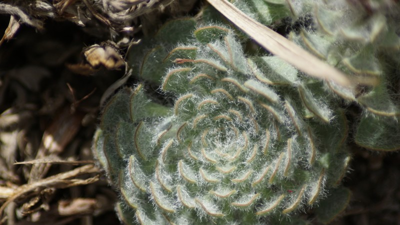 Chaetanthera spathulifolia photo 8