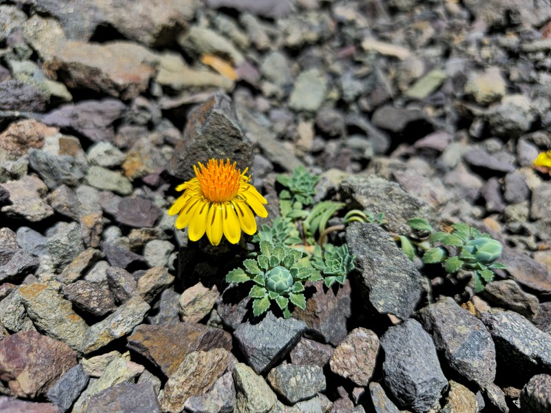 Chaetanthera splendens photo 5