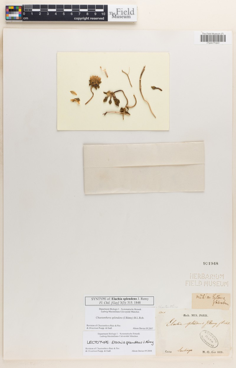 Chaetanthera splendens photo 6