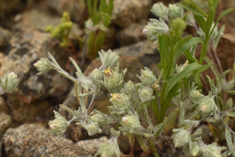 Chaetanthera taltalensis