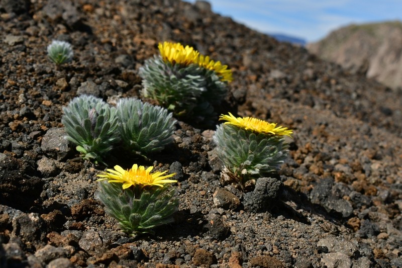 Chaetanthera villosa