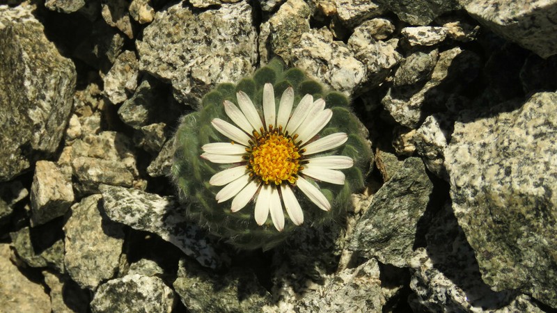 Chaetanthera villosa photo 2