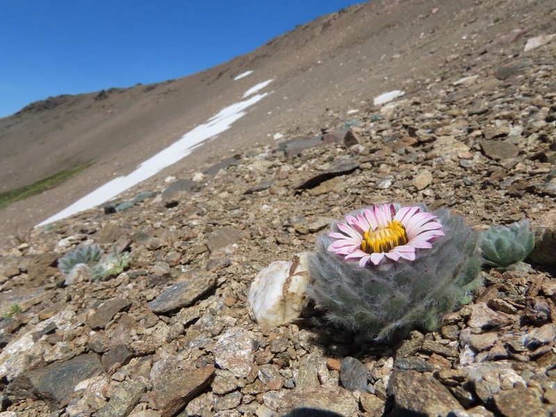 Chaetanthera villosa photo 3