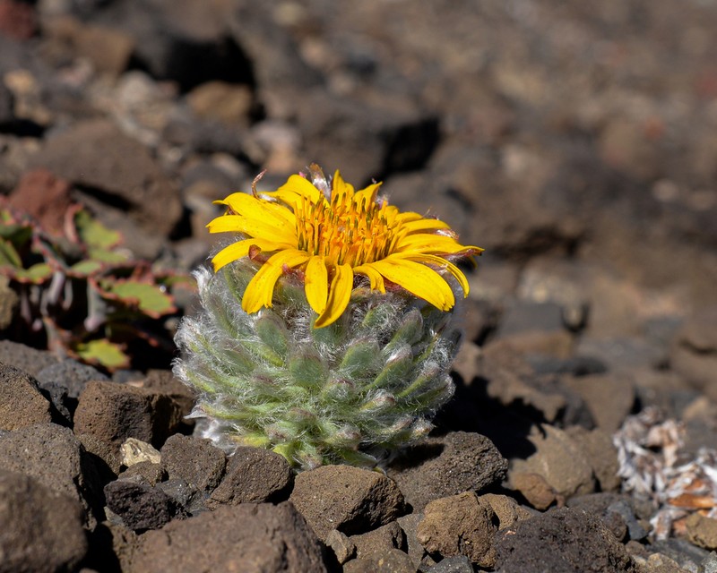Chaetanthera villosa photo 4