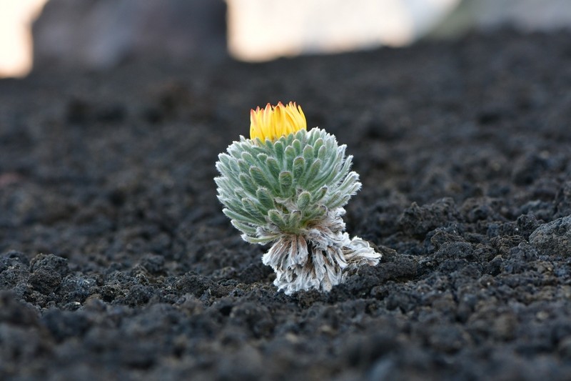 Chaetanthera villosa photo 5
