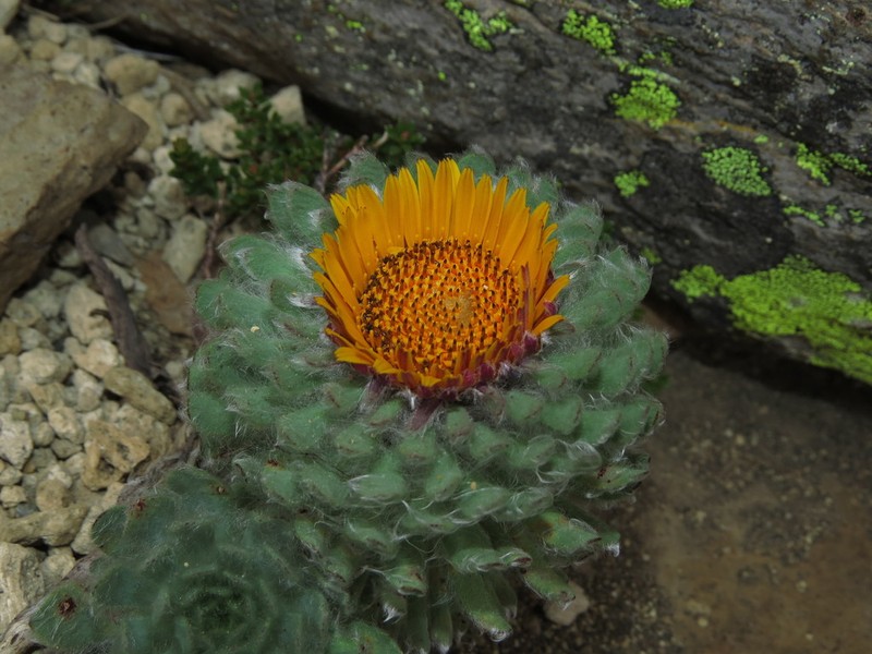 Chaetanthera villosa photo 7