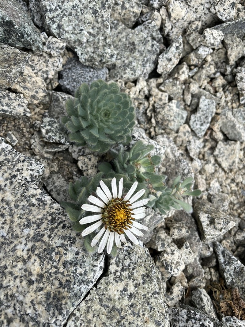 Chaetanthera villosa photo 8