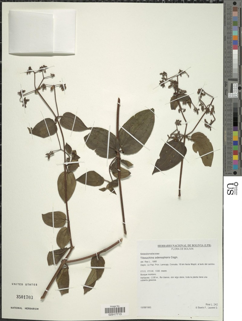 Chaetogastra adenophora