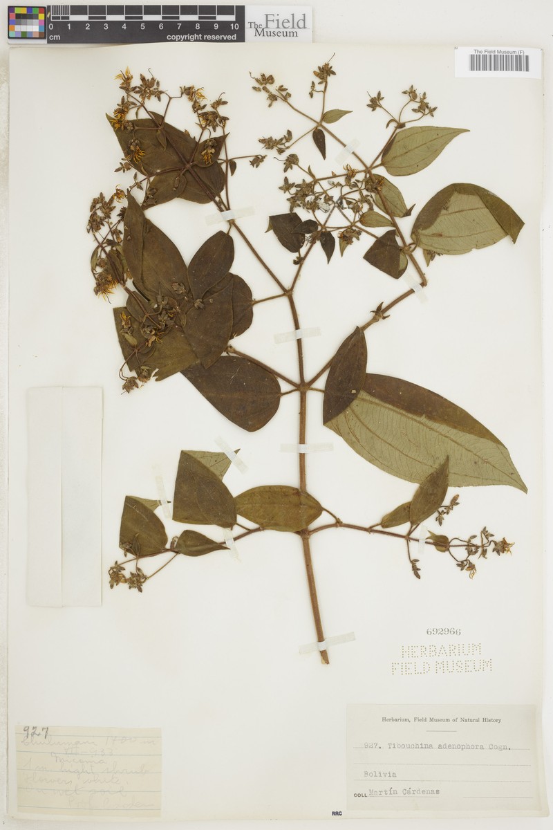 Chaetogastra adenophora photo 2