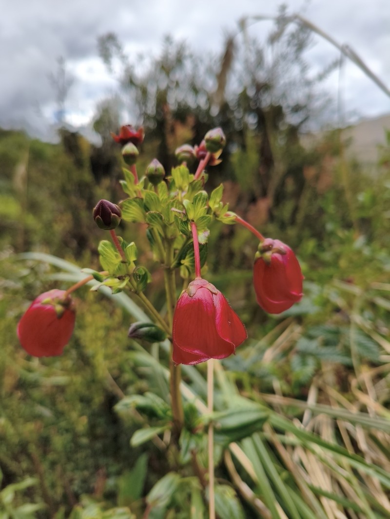 Chaetogastra alata