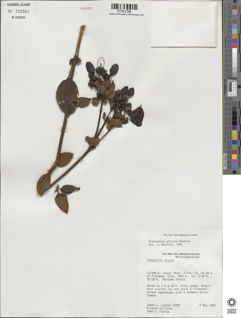 Chaetogastra alata photo 3