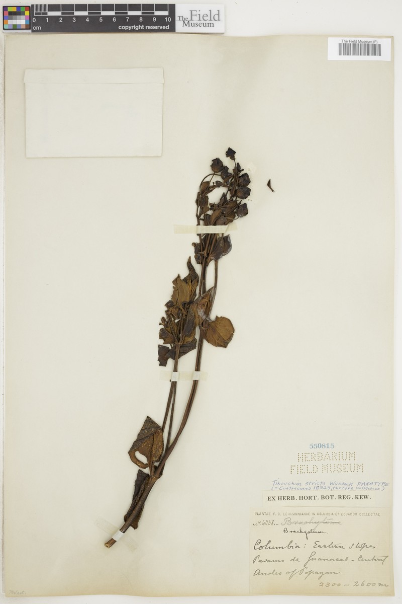 Chaetogastra alata photo 5