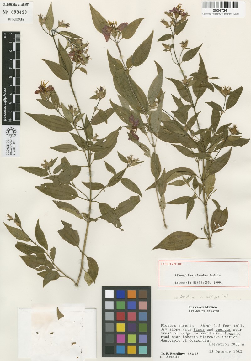Chaetogastra almedae