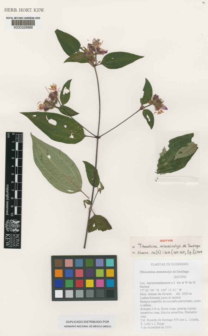 Chaetogastra araneicalyx