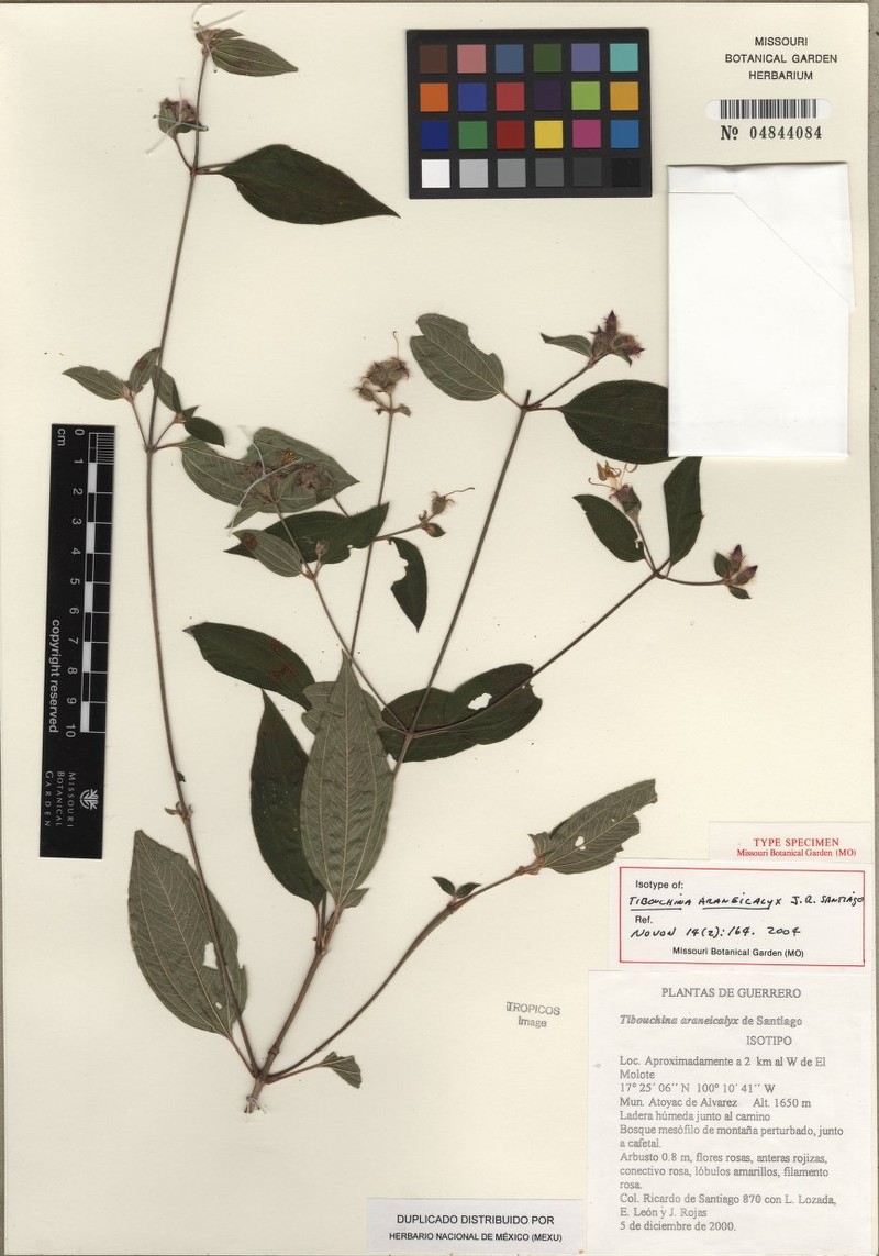 Chaetogastra araneicalyx photo 2