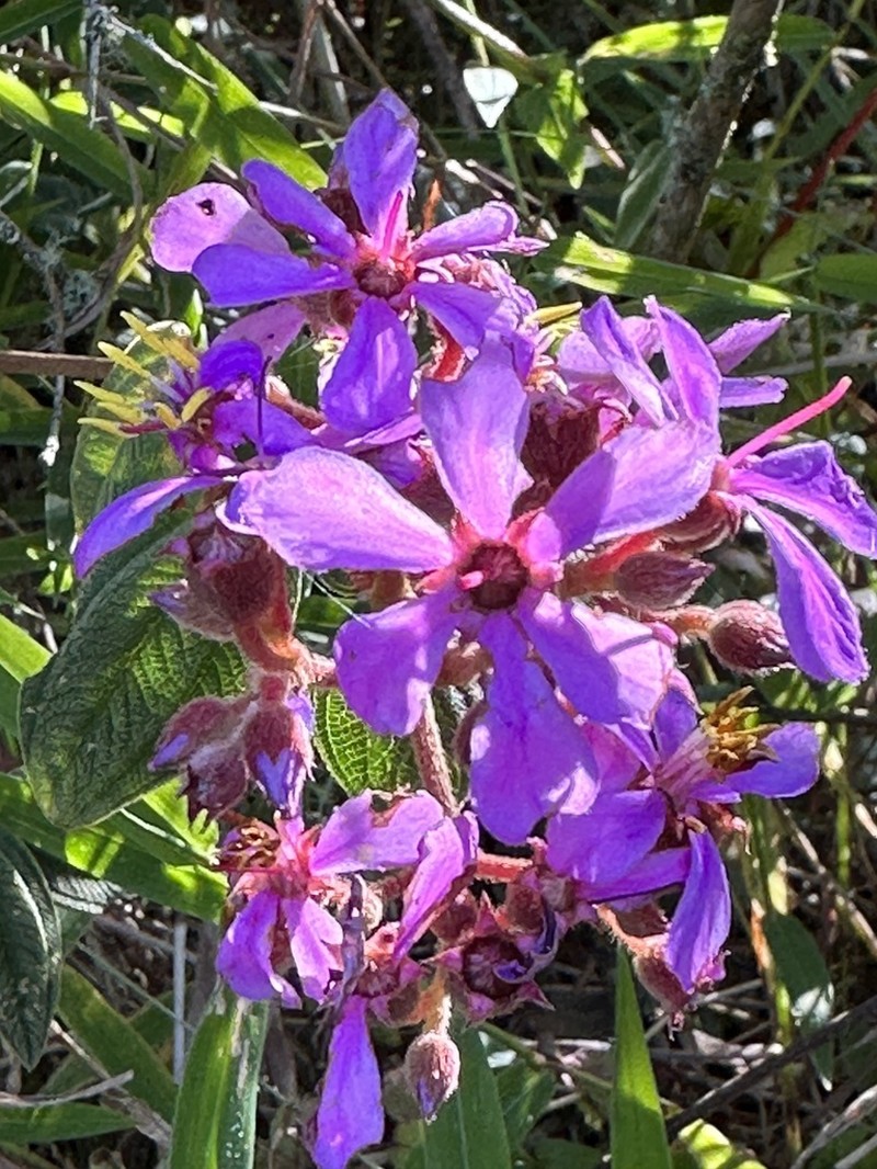 Chaetogastra arthrostemmoides