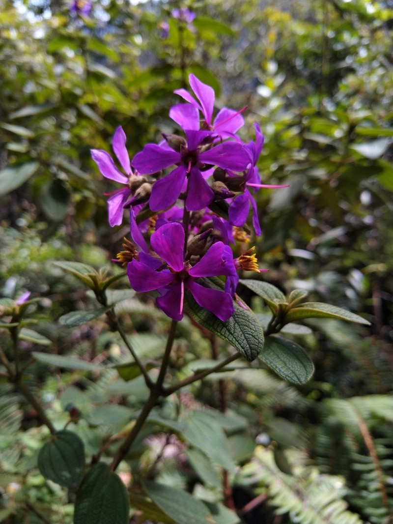 Chaetogastra arthrostemmoides photo 2