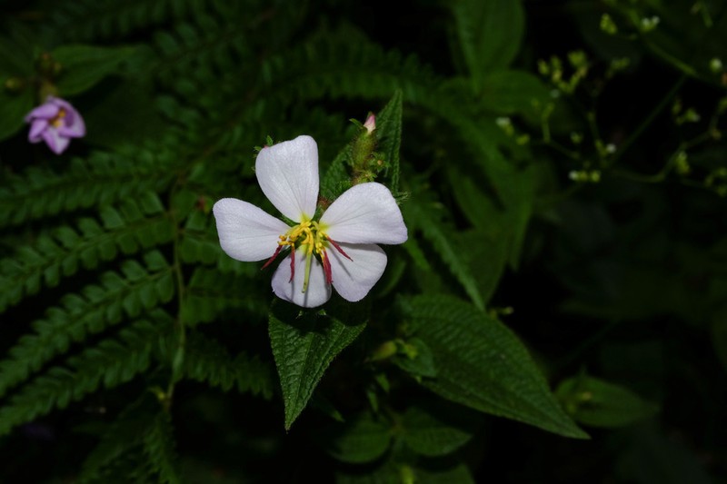 Chaetogastra brachyphylla