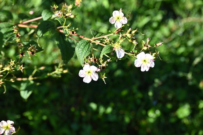 Chaetogastra brachyphylla photo 3