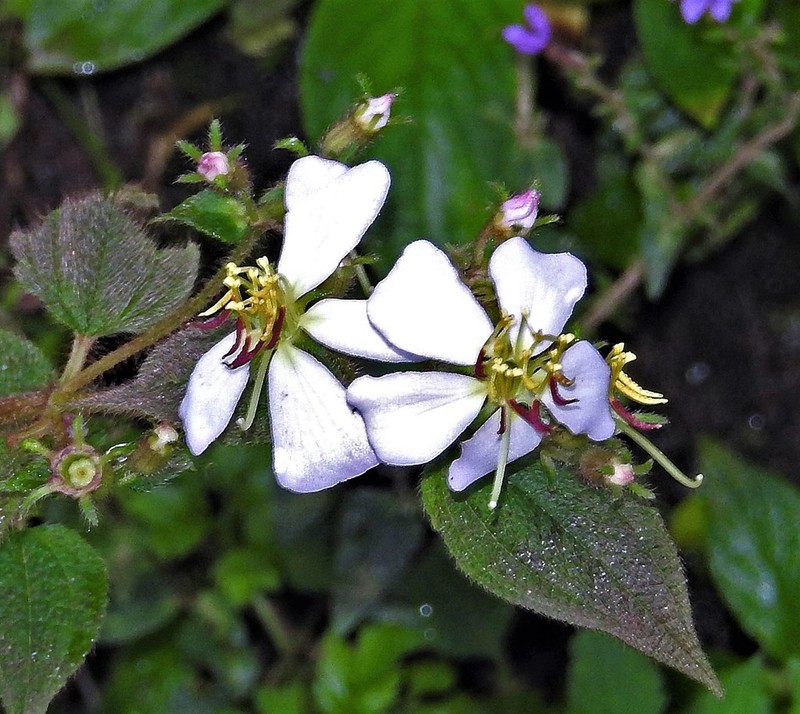 Chaetogastra brachyphylla photo 5