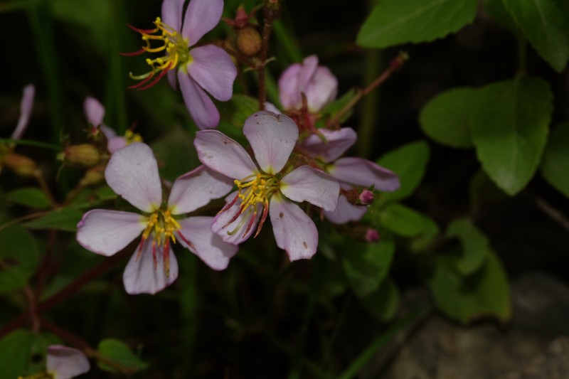 Chaetogastra brachyphylla photo 6