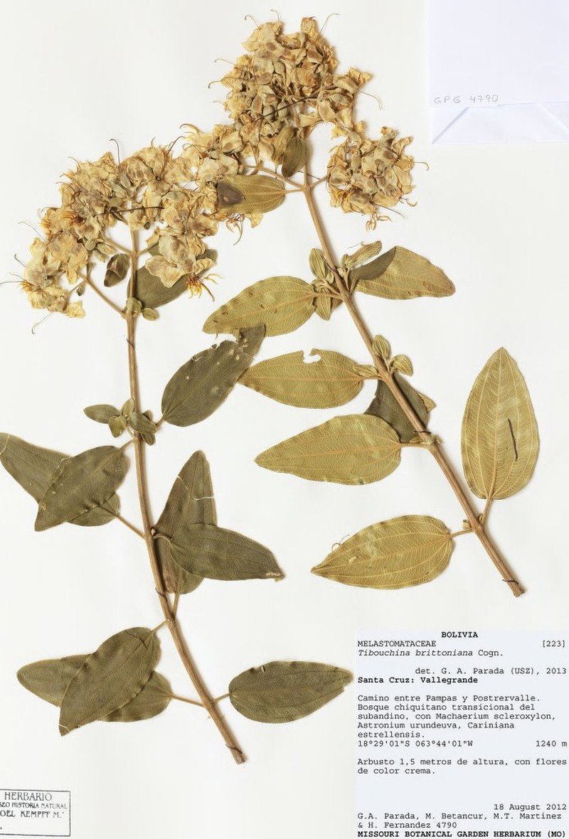 Chaetogastra brittoniana photo 6