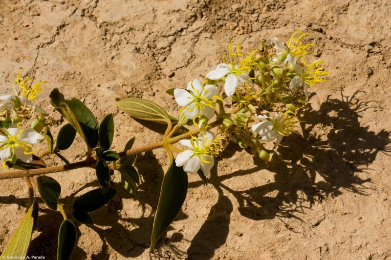 Chaetogastra brittoniana photo 7