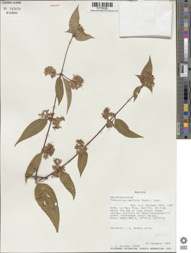 Chaetogastra capitata