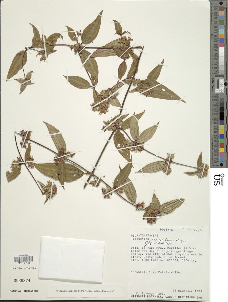 Chaetogastra capitata photo 2