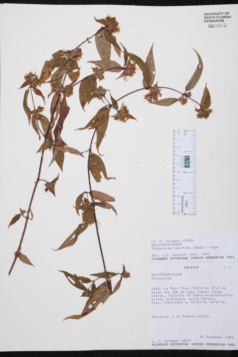 Chaetogastra capitata photo 3