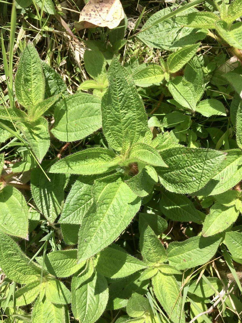 Chaetogastra cerastifolia
