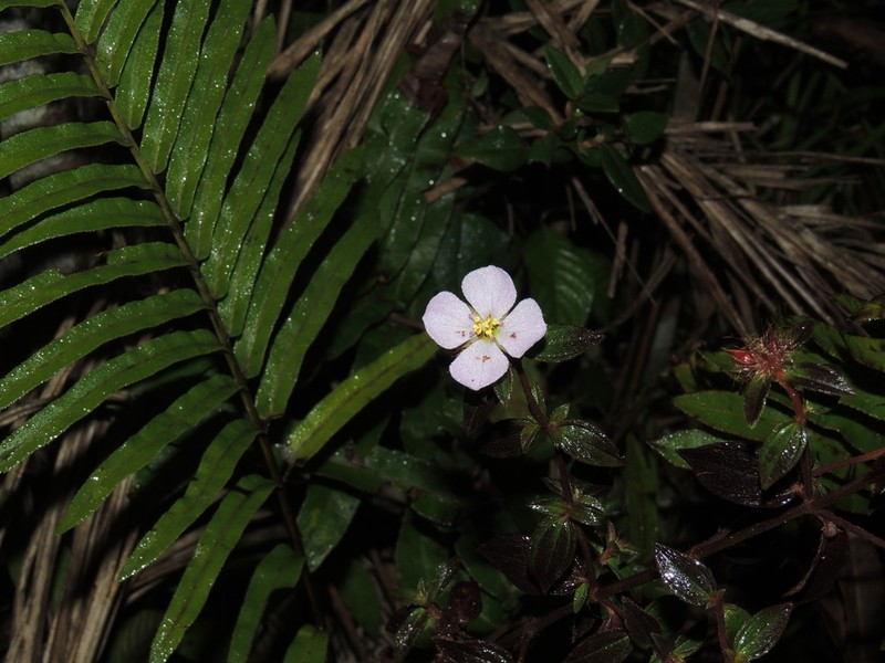 Chaetogastra cerastifolia photo 2