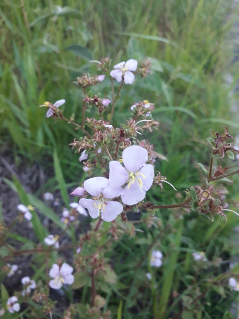 Chaetogastra cerastifolia photo 3