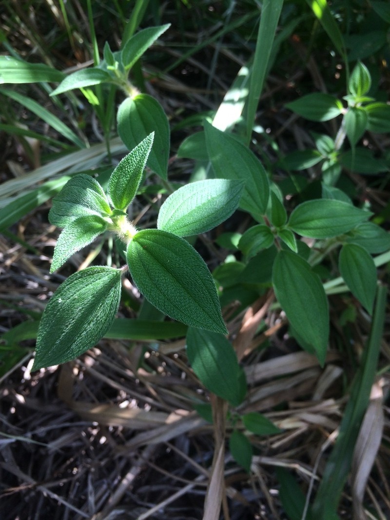 Chaetogastra cerastifolia photo 4