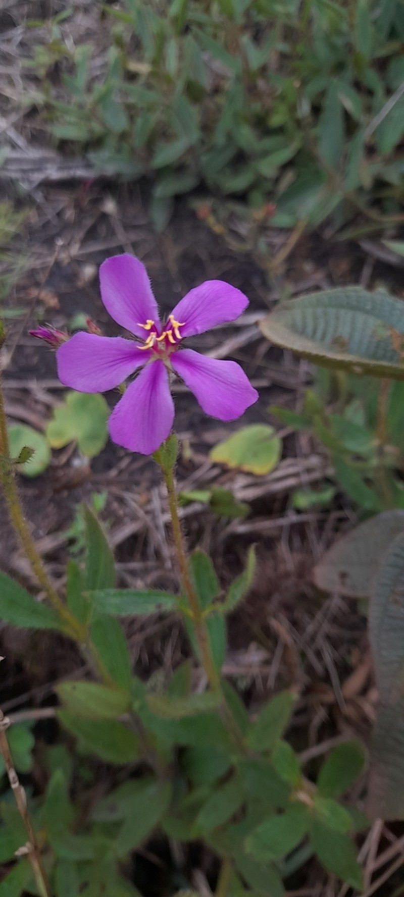 Chaetogastra cerastifolia photo 5