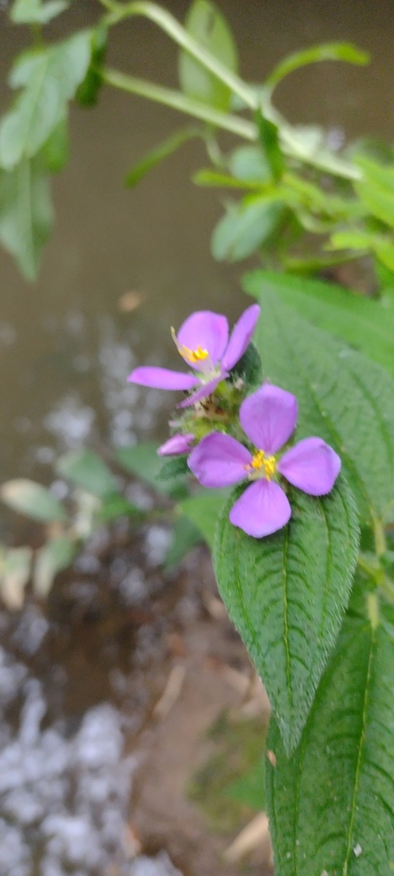 Chaetogastra cerastifolia photo 6