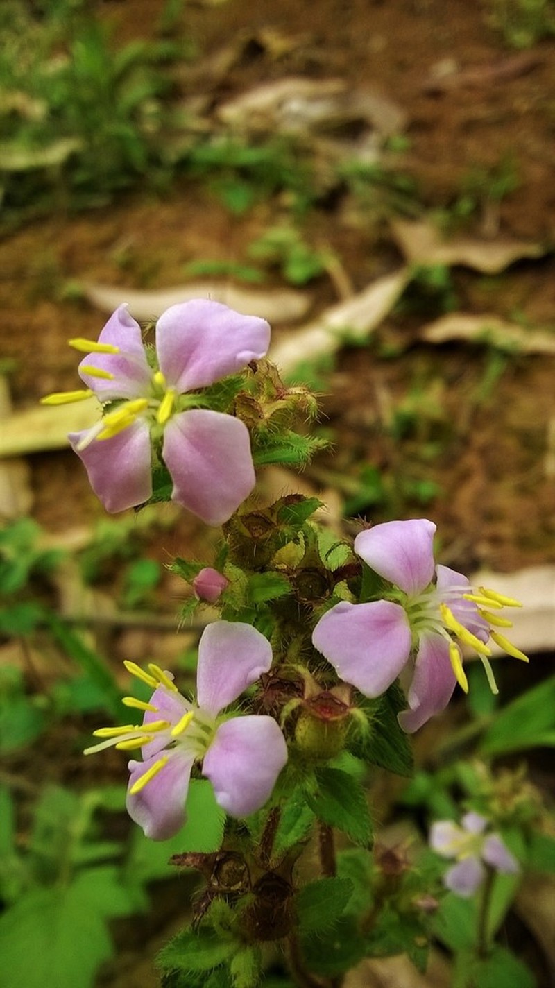 Chaetogastra cerastifolia photo 7