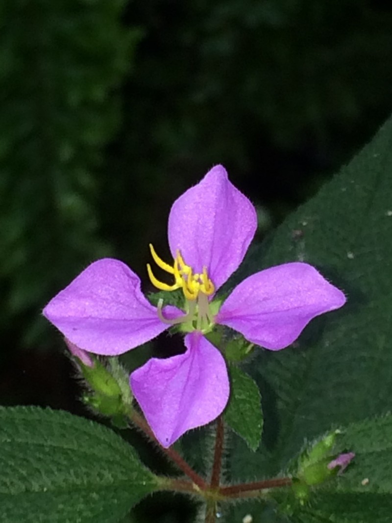 Chaetogastra cerastifolia photo 8