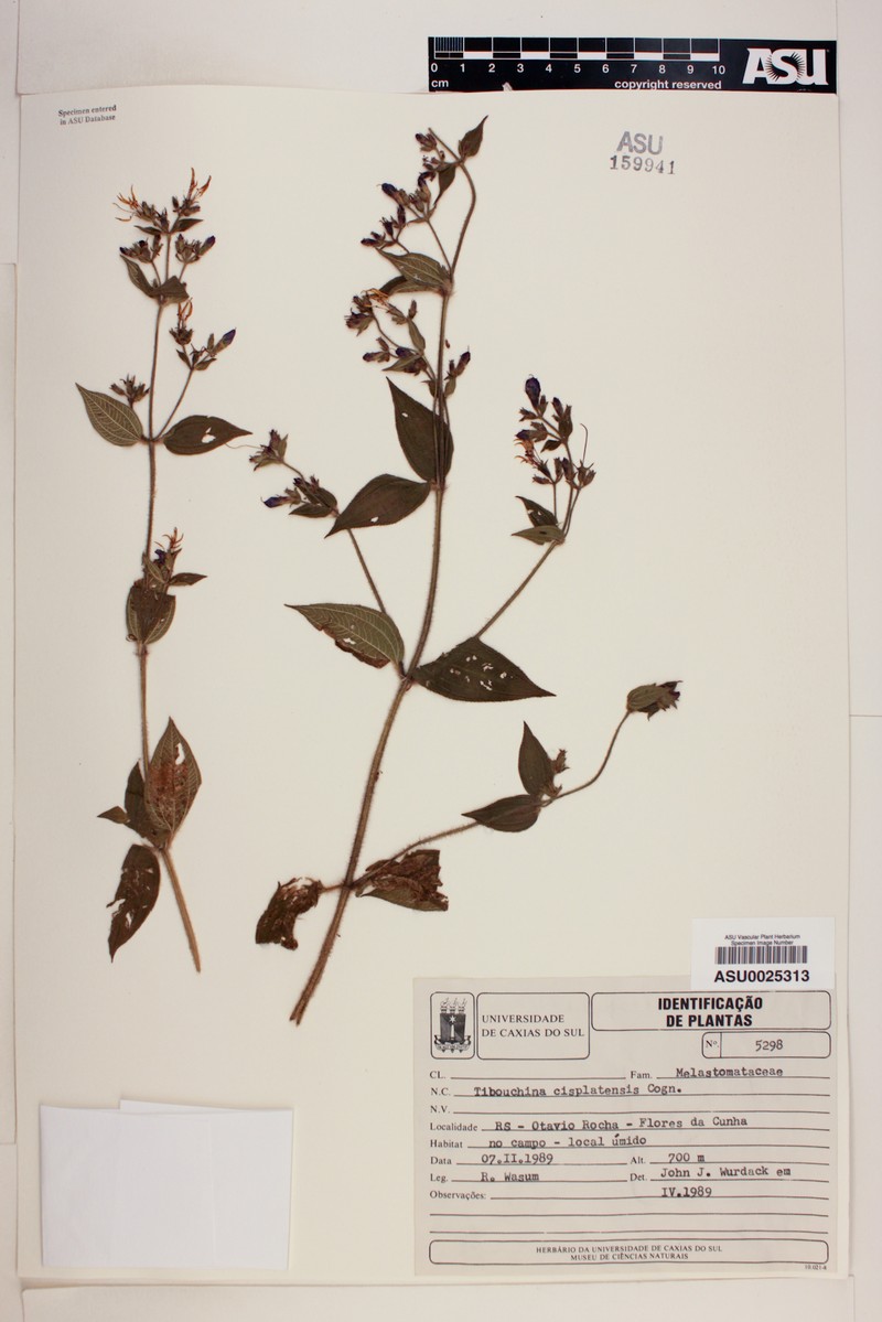 Chaetogastra cisplatensis photo 3