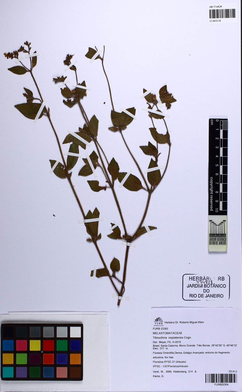 Chaetogastra cisplatensis photo 4