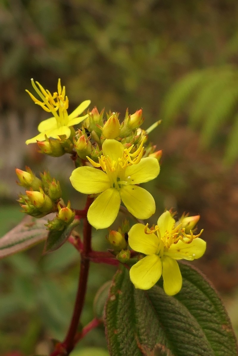 Chaetogastra citrina