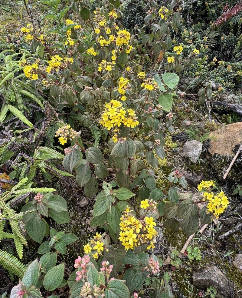 Chaetogastra citrina photo 2