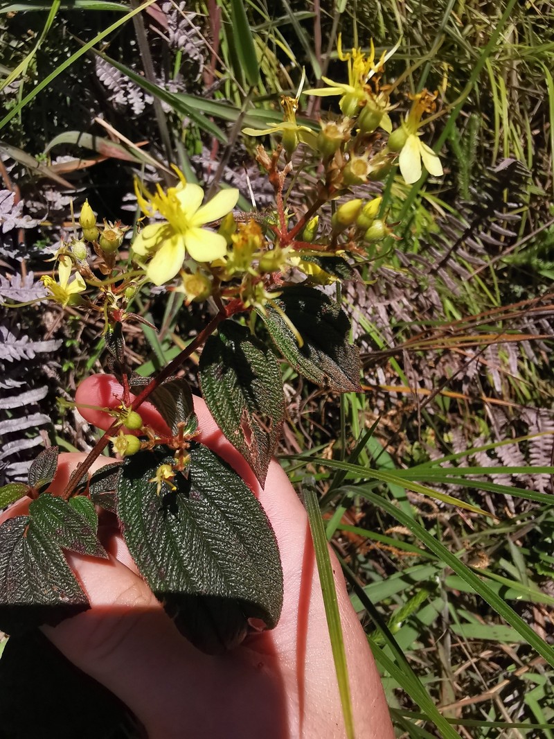 Chaetogastra citrina photo 4