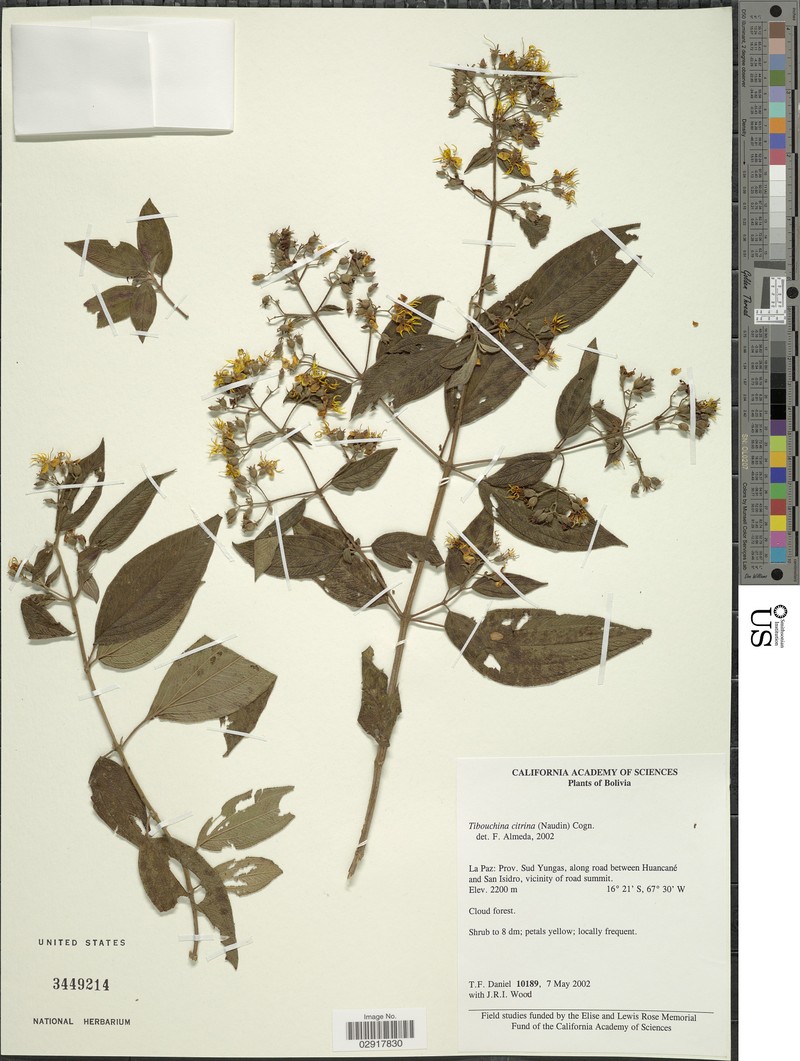 Chaetogastra citrina photo 7