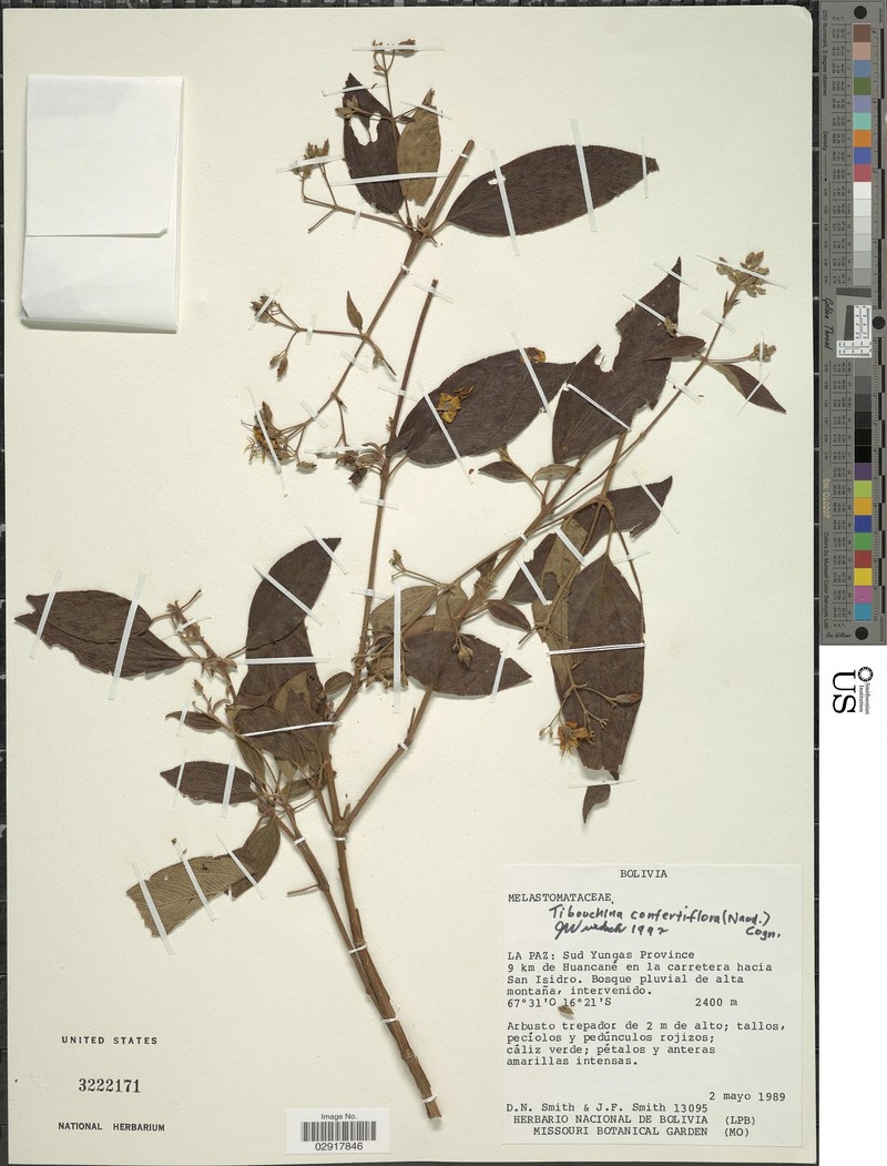 Chaetogastra confertiflora