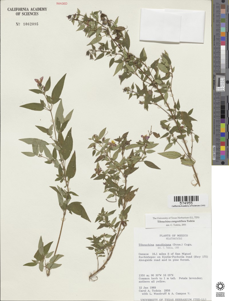 Chaetogastra congestiflora