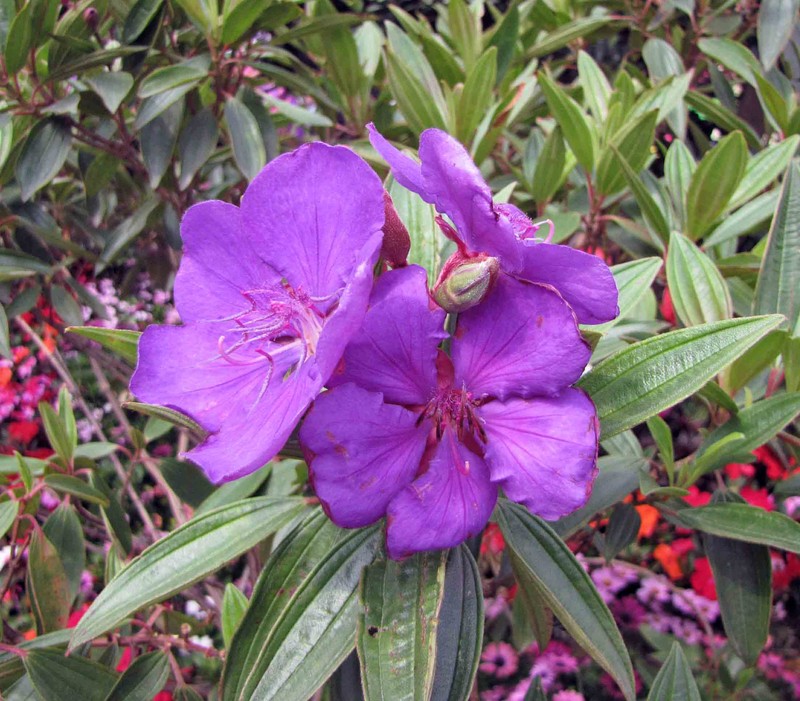 Chaetogastra cornuta
